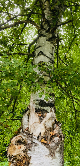 Wachstum der Birke